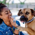 Multiracial girl sitting and resting with her dog outside in the bridge, training him, spending leisure time together. Concept of relationship between a dog and teenager, everyday life with pet.